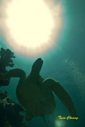 Turtle @ Sipadan 
 by Taco Cheung 